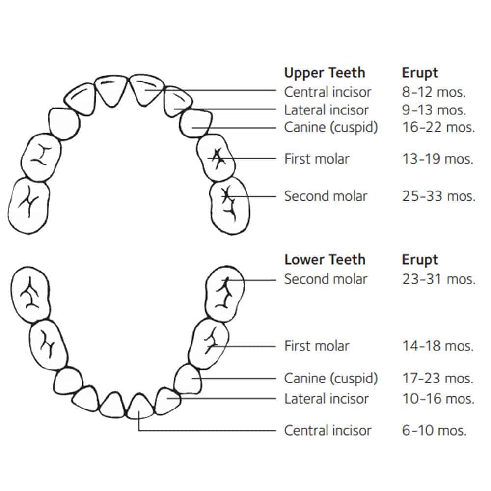 Схема смены молочных зубов